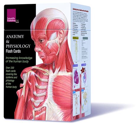 Muscle Anatomy Flash Cards Printable